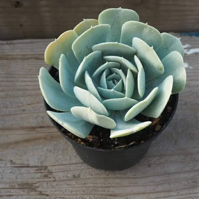 多肉植物 ルシタを枯らさない！育て方のコツと増やし方